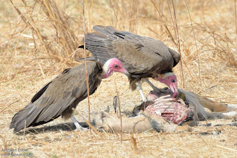 Hooded Vultureadult, eats