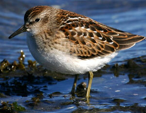 Least Sandpiper