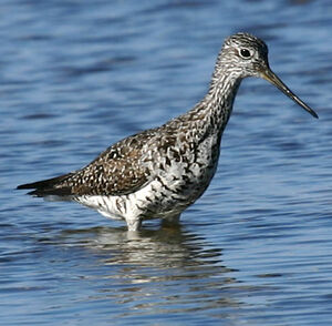 Greater Yellowlegs