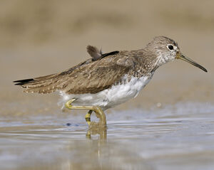 Green Sandpiper