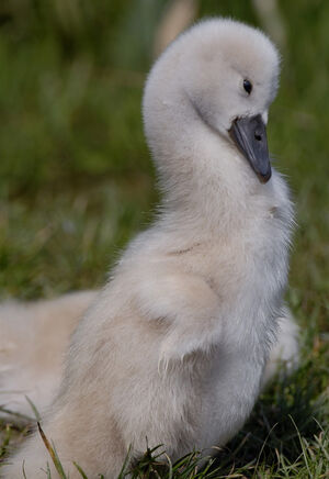 Cygne tubercul�