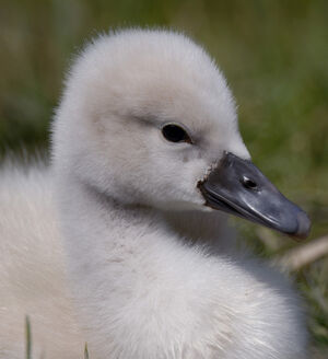 Cygne tubercul�