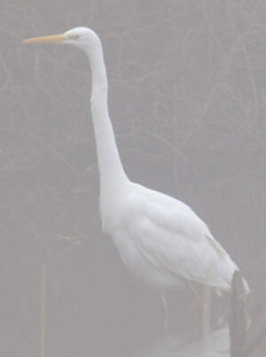 Grande Aigrette