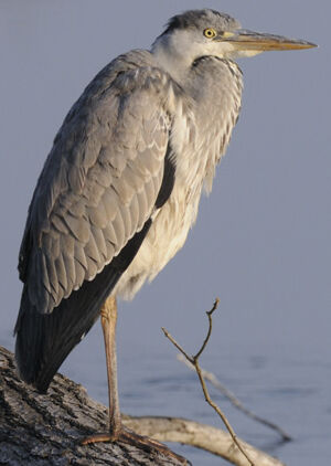 Grey Heron