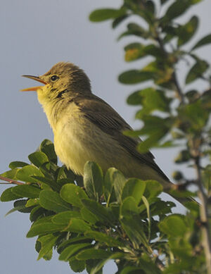 Hypola�s polyglotte 
&copy; Jacques Larrieu