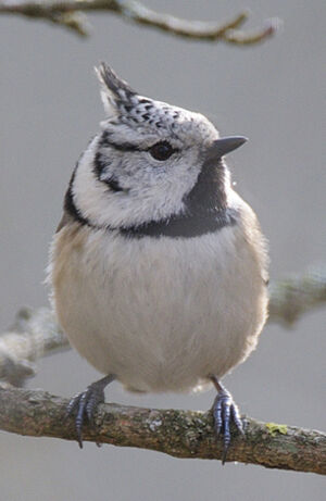 European Crested Tit