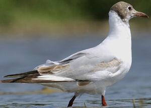 Mouette rieuse 
&copy; Jacques Larrieu