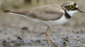 Little Ringed Plover 
&copy; Jacques Larrieu