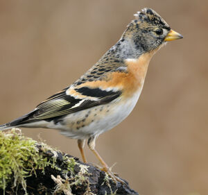 Brambling