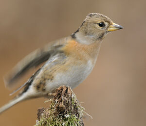 Brambling