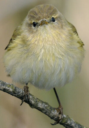 Common Chiffchaff