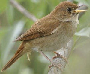 Common Nightingale 
&copy; Jacques Larrieu