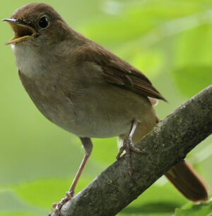 Common Nightingale 
&copy; Jacques Larrieu