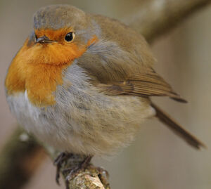 European Robin
