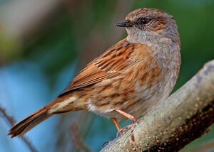 Dunnock