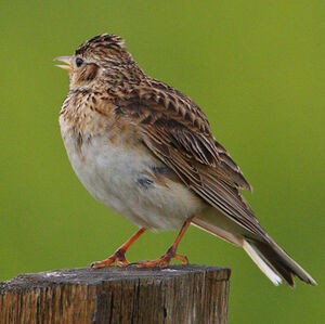 Eurasian Skylark