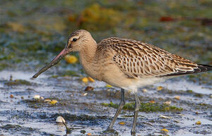 Bar-tailed Godwit