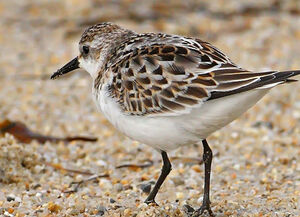 Little Stint