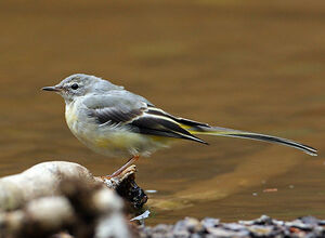 Grey Wagtail 
&copy; Jacques Le baill