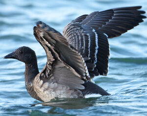 Brant Goose 
&copy; Jacques Le baill