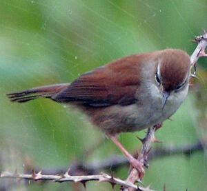Bouscarle de Cetti 
&copy; Jacques Le baill