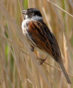 Common Reed Bunting 
&copy; Jacques Le baill