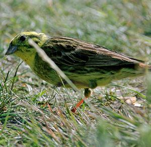 Bruant jaune 
&copy; Jacques Le baill