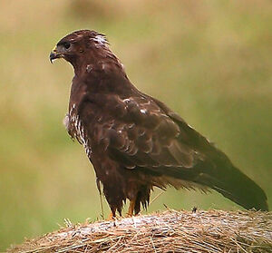 Common Buzzard 
&copy; Jacques Le baill