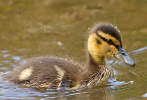 Canard colvert