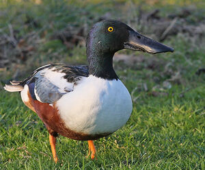 Northern Shoveler 
&copy; Jacques Le baill