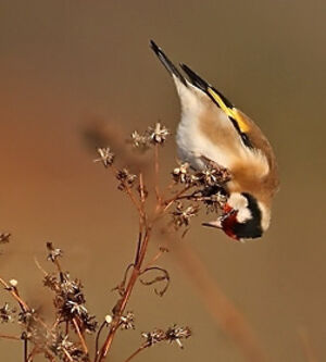 European Goldfinch