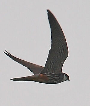 Eurasian Hobby