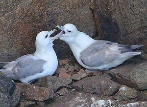 Fulmar bor�al 
&copy; Jacques Le baill