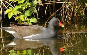 Common Moorhen