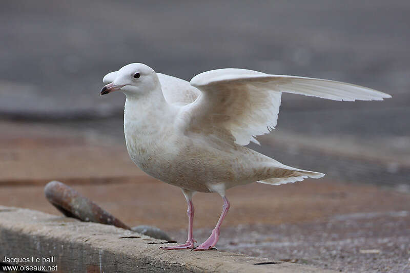 Goéland à ailes blanches3ème année, identification