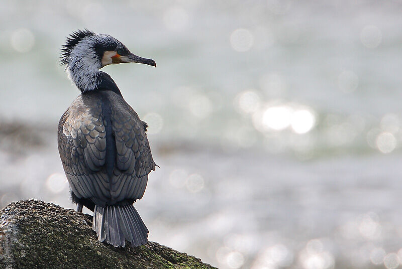 Great Cormorant