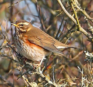 Redwing 
&copy; Jacques Le baill