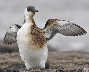 Guillemot de Tro�l