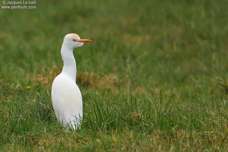 Western Cattle Egret, identification