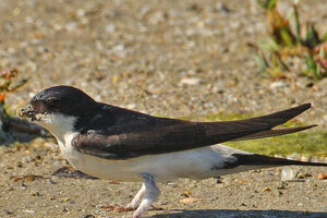 Common House Martin 
&copy; Jacques Le baill