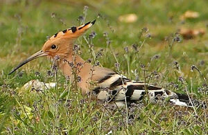 Eurasian Hoopoe