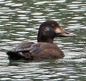 Velvet Scoter