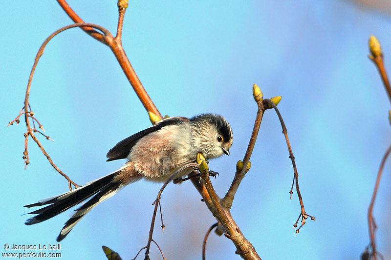 Mésange à longue queue - Aegithalos caudatus
