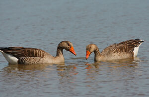 Greylag Goose 
&copy; Jacques Le baill