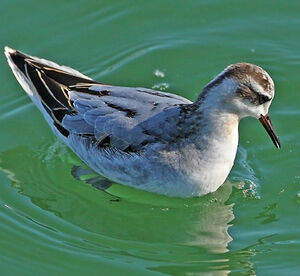 Phalarope � bec large