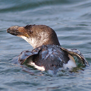Pingouin torda 
&copy; Jacques Le baill