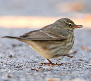 Meadow Pipit 
&copy; Jacques Le baill