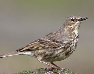 Eurasian Rock Pipit