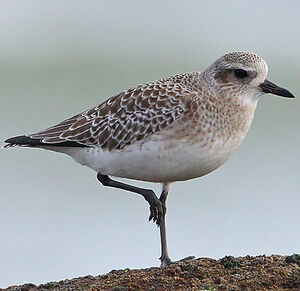 Grey Plover 
&copy; Jacques Le baill