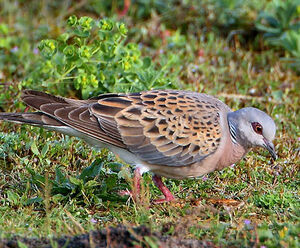 European Turtle Dove